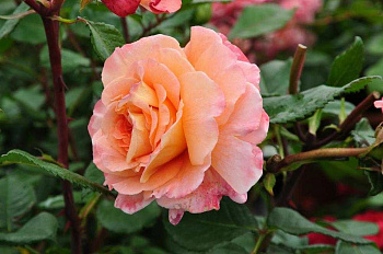 Роза чайно-гибридная Августа Луиза