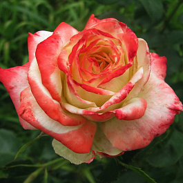 Роза чайно-гибридная Кайзер Фарах