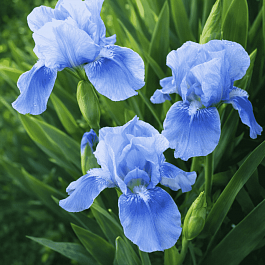 Ирис карликовый Blue