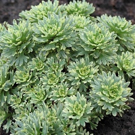 Камнеломка Арендса Variegata
