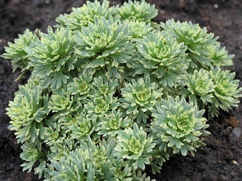 Камнеломка Арендса Variegata