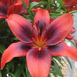 Лилия азиатская Танго Лондон Харт