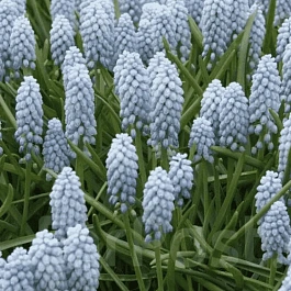 Мускари Valerie Finnis