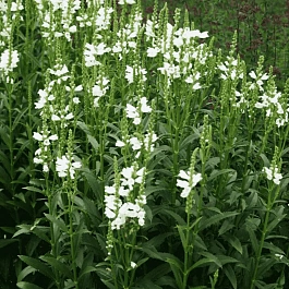 Физостегия виргинская Miss Manners