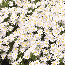 Астра кустарниковая Schneekissen