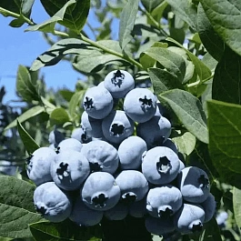 Голубика высокорослая Bluecrop