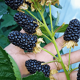 Ежевика садовая Black Gem