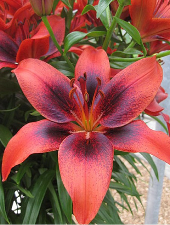 Лилия азиатская Танго Лондон Харт