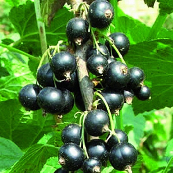 Смородина черная Ажурная