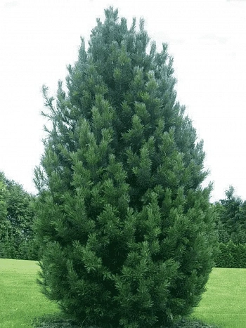 Сосна кедровая