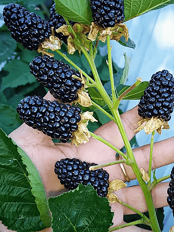 Ежевика садовая Black Gem