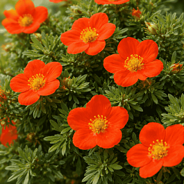 Лапчатка кустарниковая Red Jocker