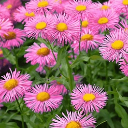 Эригерон красивый Pink Jewel