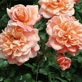 Роза Плетистая Aloha