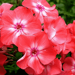 Флокс метельчатый Salmon Glow