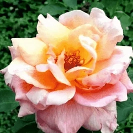 Роза Чайно-гибридная Signora Pierro Puricelli