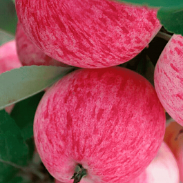 Яблоня Конфетное