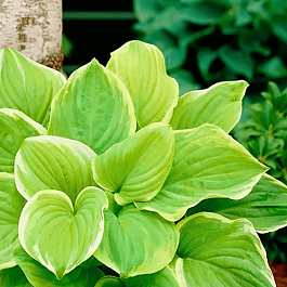 Хоста Fragrant Bouquet