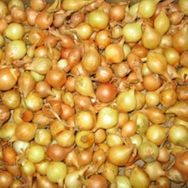 Лук севок Турбо