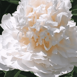 Пион травянистый My Love