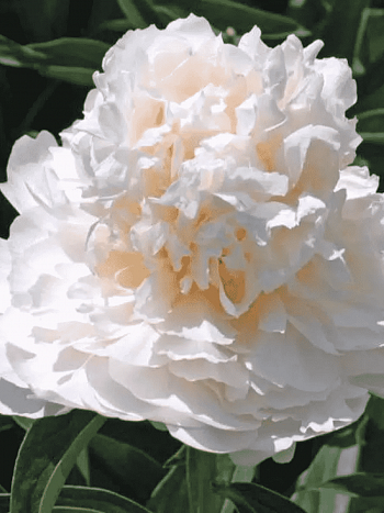 Пион травянистый My Love