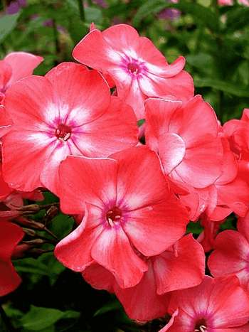 Флокс метельчатый Salmon Glow