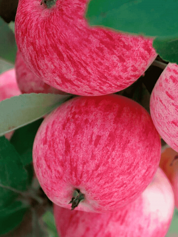 Яблоня Конфетное