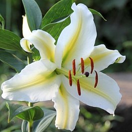 Лилия ОТ-гибрид Кокосса