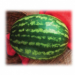 Арбуз Кримсон Вондер