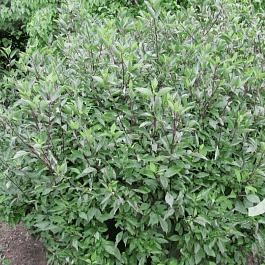 Дерен белый Kesselringii