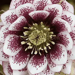 Морозник восточный Double Ellen White Spotted