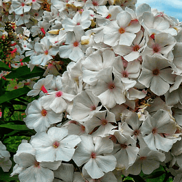 Флокс метельчатый Popeye