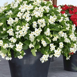 Бегония Big White Green Leaf