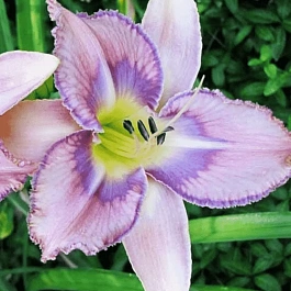 Лилейник Mildred Mitchell