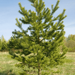Сосна Обыкновенная