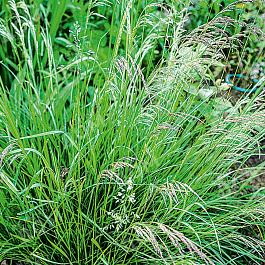 Луговик дернистый Таутрагер