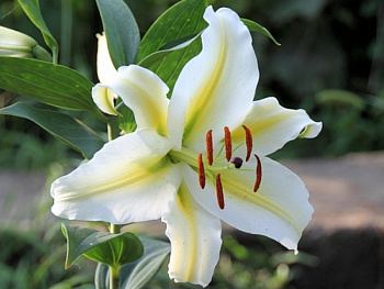 Лилия ОТ-гибрид Кокосса