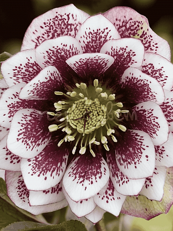 Морозник восточный Double Ellen White Spotted