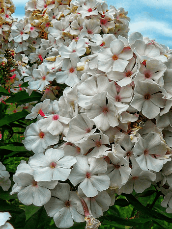 Флокс метельчатый Popeye