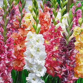 Гладиолус гофрированный смесь окрасок