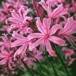 Нерина Bowdenii