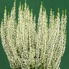 Вереск обыкновенный Helena