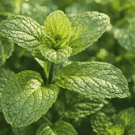 Мята Перечная Eau de Cologne