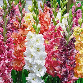 Гладиолус гофрированный смесь окрасок