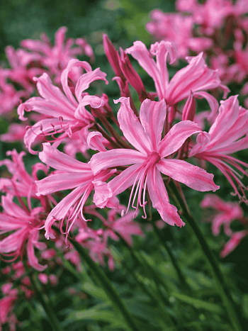 Нерина Bowdenii