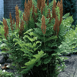 Чистоуст величавый Purpurascens