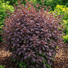 Клематис прямой Purpurea