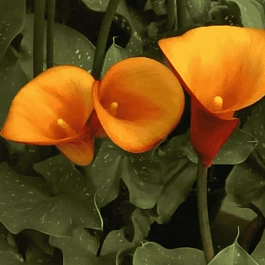 Калла Orange Pride