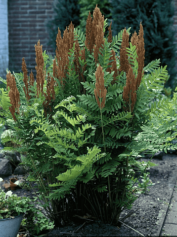 Чистоуст величавый Purpurascens