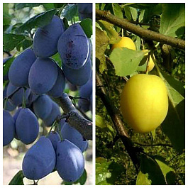 Дерево-сад (2-3х летка) слива 2 сорта Венгерка Корнеевская-Зареченская желтая Дерево-сад (2-3х летка) слива 2 сорта Венгерка Корнеевская-Зареченская желтая